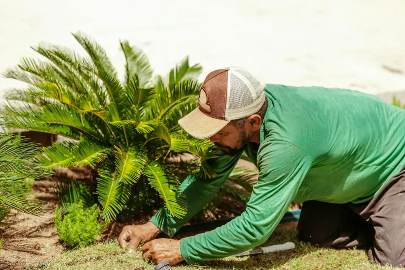 Gardener in a green shirt planting a young palm in a sunny Austrian garden